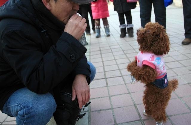 网友：以后我不要再养泰迪犬了原因有几个