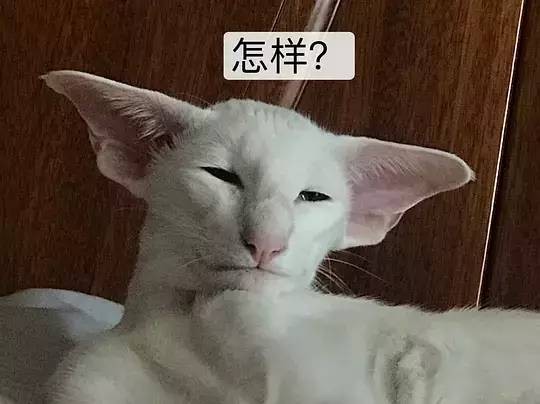 你见过最丑的猫咪是什么样子的……我们精选了前三大丑喵