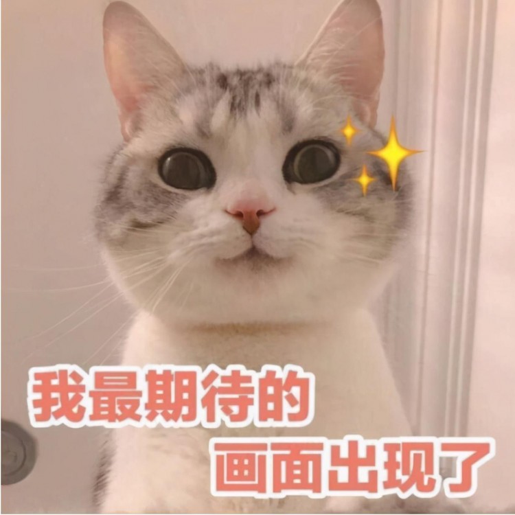 能让猫咪幸福感“爆棚”的9件小事，你做到了几件？