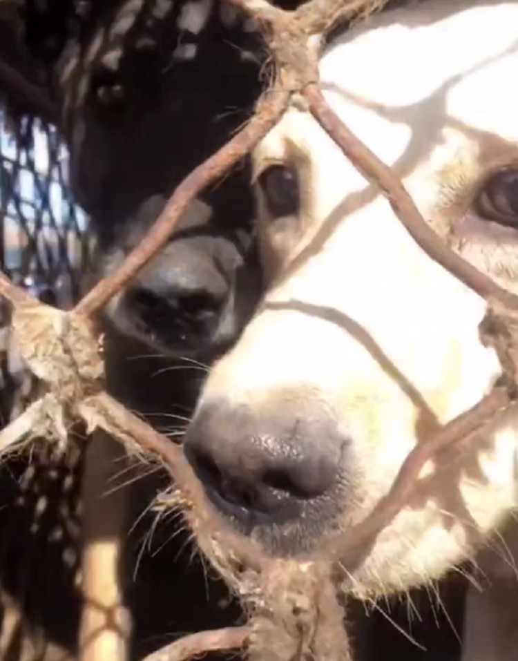 内蒙：为了钱，狗肉车里繁殖犬被恶意增肥，还包括怀孕的拉布拉多