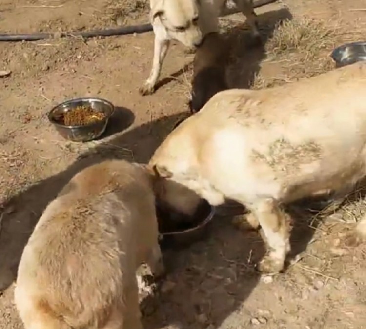 内蒙：为了钱狗肉车里繁殖犬被恶意增肥还包括怀孕的拉布拉多