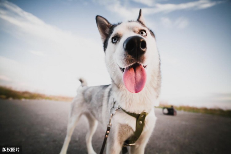 受人欢迎的7大狗狗就一定适合你养细说热门犬种的优缺点