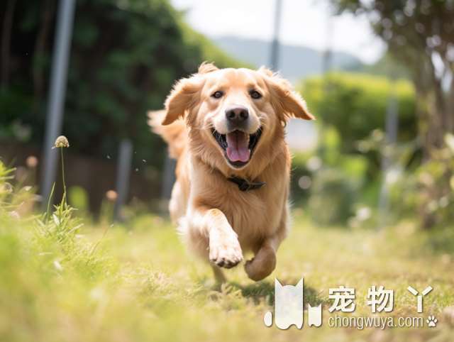 这样饲养巴哥犬，其实就是伤害它，别犯错了